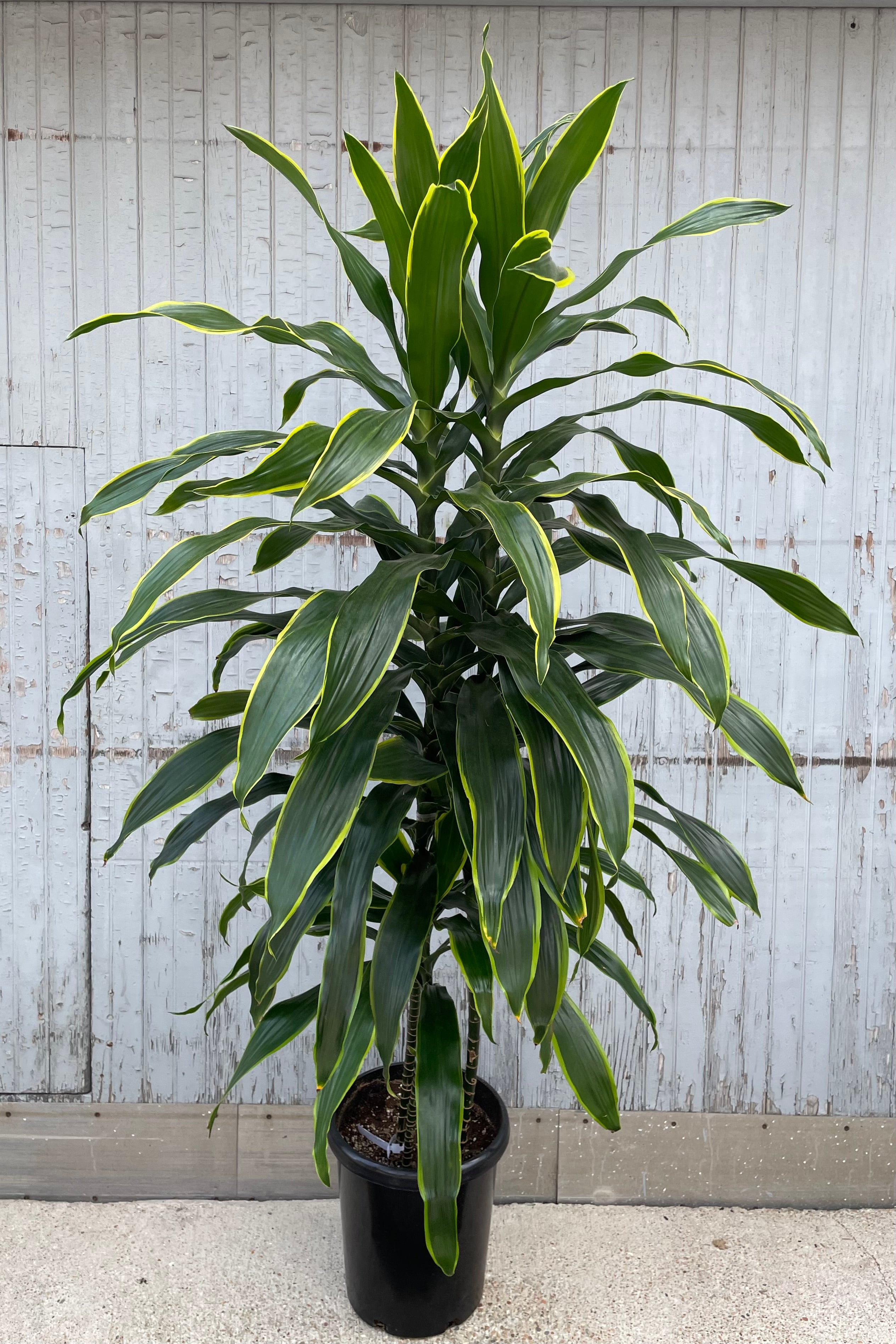 Dracaena 'Art' #7 - Premium Indoor Houseplant for Home & Office Decor - Perfect for Living Room, Bedroom, and Workspace Greenery