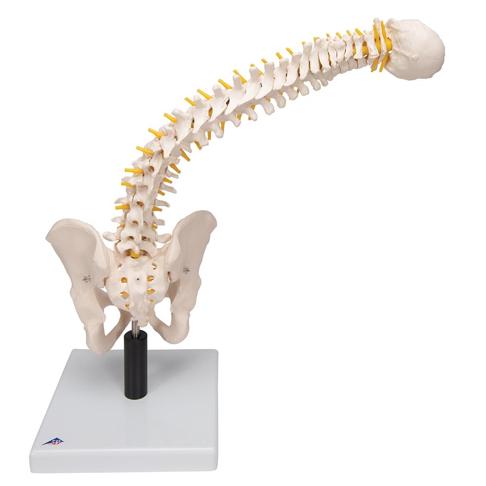 Flexible Spine Model with Soft Intervertebral Discs - Human Anatomy Educational Tool for Medical Students & Chiropractors