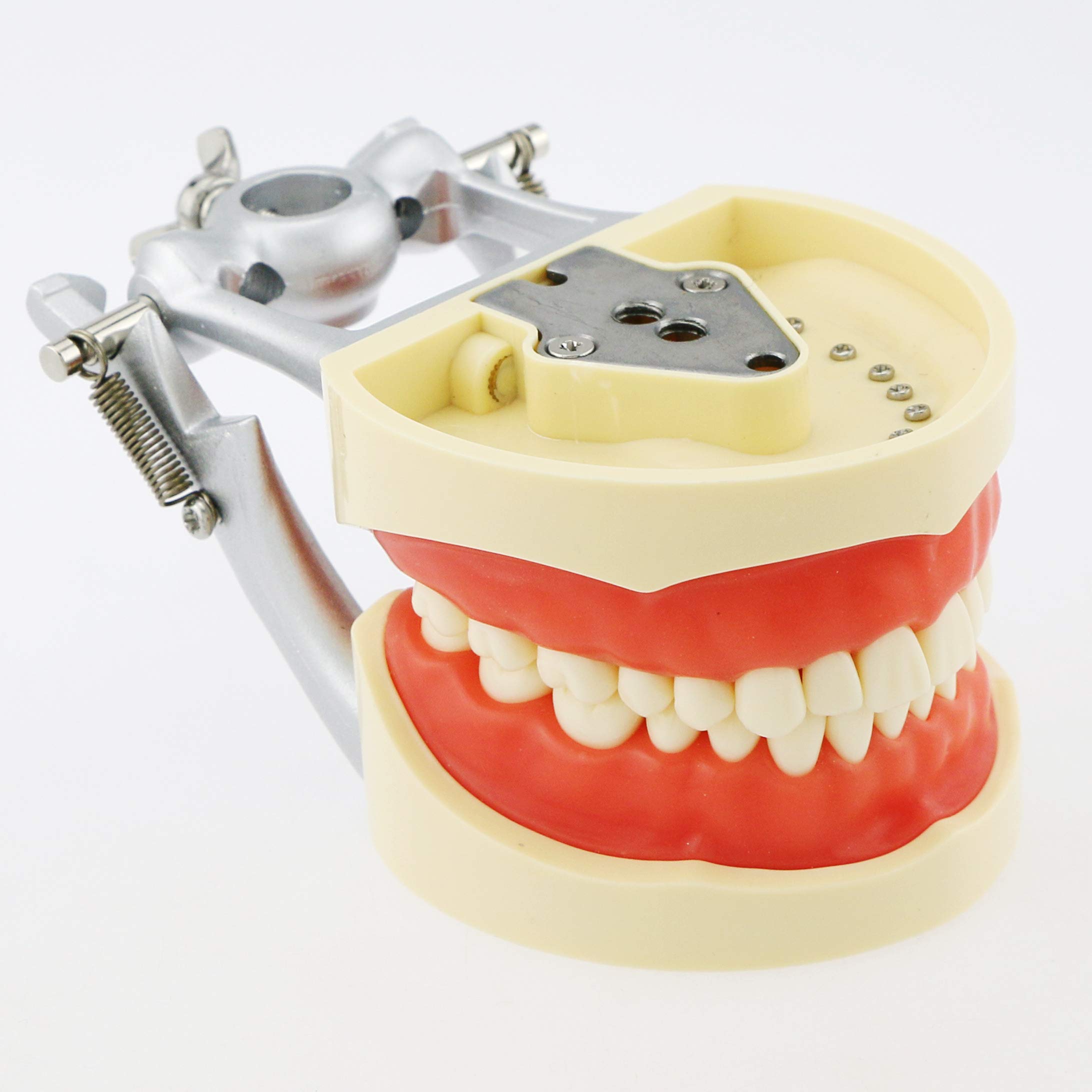 Dental Typodont Model with 32 Removable Teeth - Kilgore & Nissin Compatible - Simulation Cheek for Dental Teaching, Study & Practice - Perfect for Dental Students, Educators & Professionals