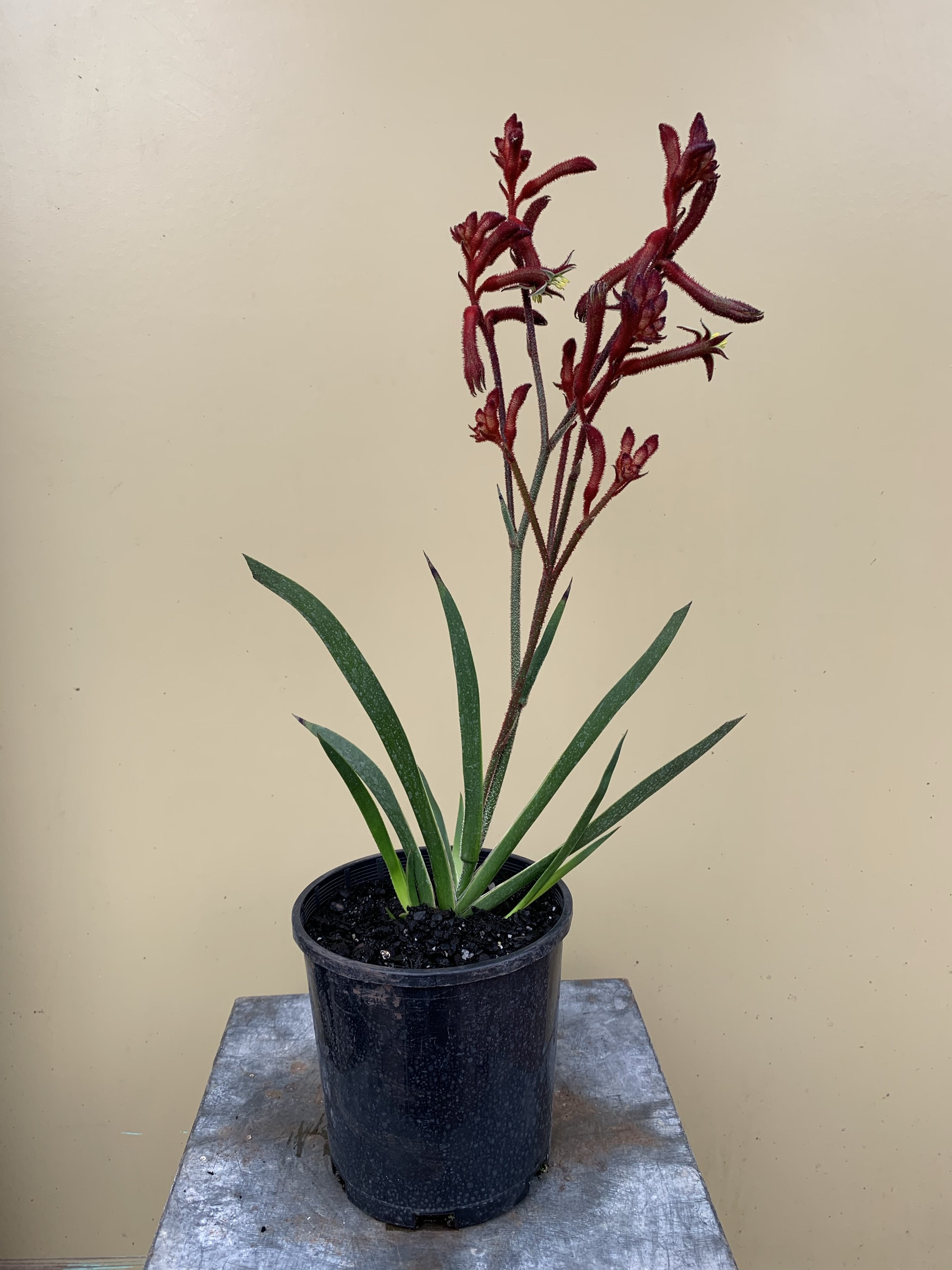 Anigozanthos 'Everlasting Red' Kangaroo Paw Plant - Vibrant Red Perennial Flower for Gardens, Landscaping & Cut Flower Arrangements | Drought-Tolerant & Attracts Hummingbirds