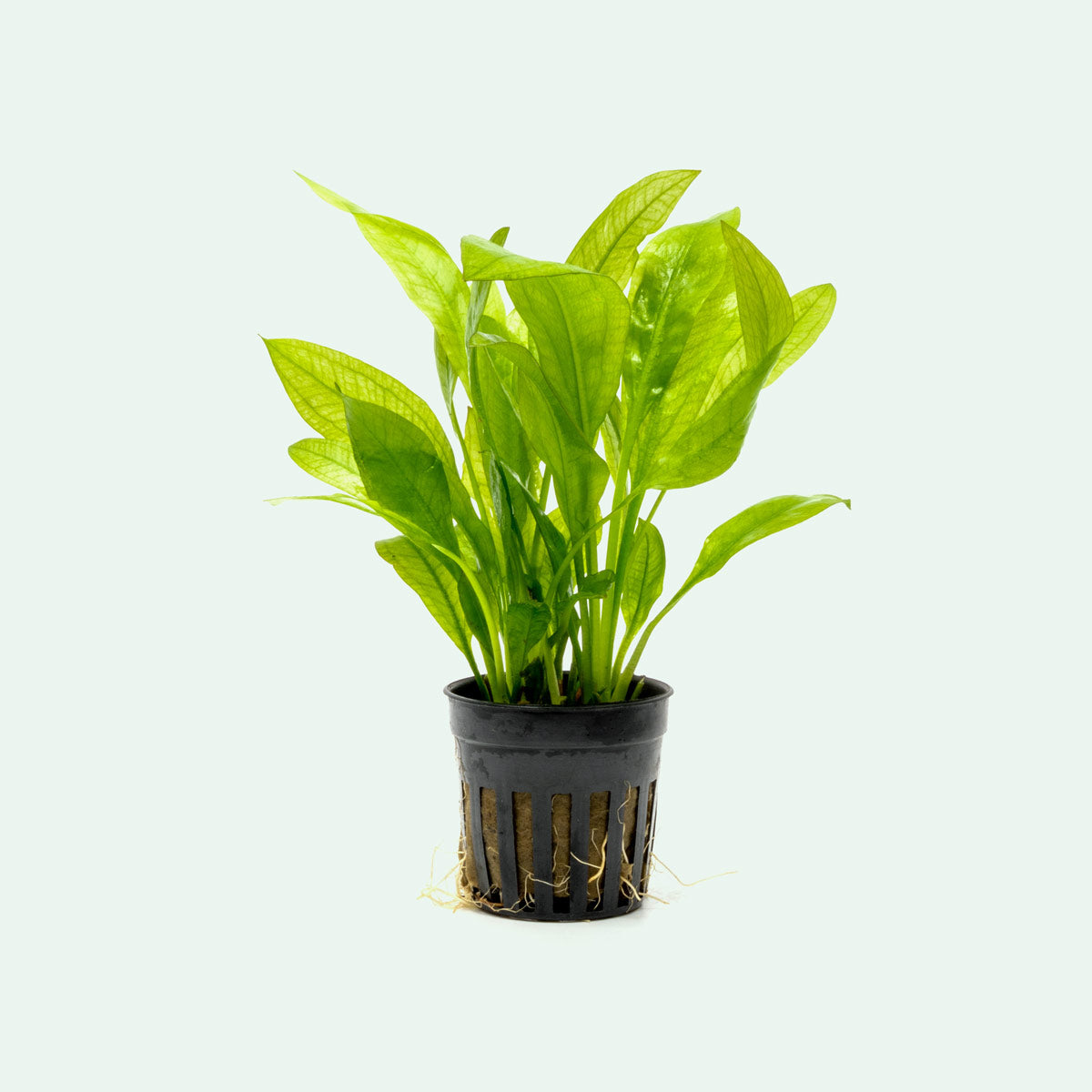 Echinodorus Amazonicus Live Aquarium Plant - Amazon Sword for Freshwater Fish Tanks | Perfect for Aquascaping & Natural Habitat Setup