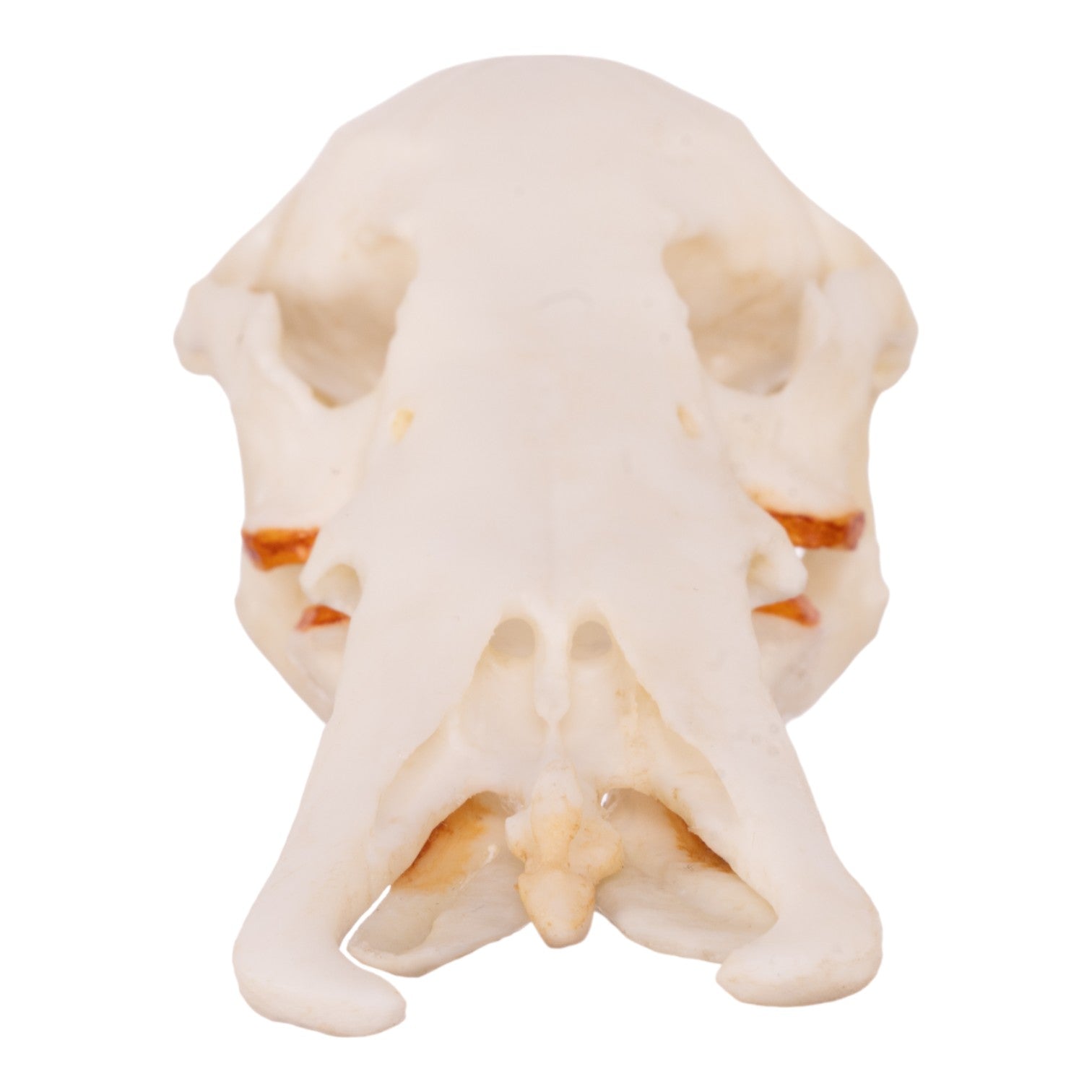 Authentic Platypus Skull Replica - High-Quality Male Specimen for Home Decor, Educational Display & Taxidermy Collection