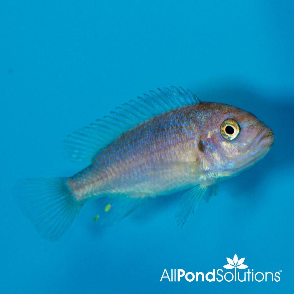 Blue Zebra Mbuna Cichlid (Pseudotropheus zebra) - Live Tropical Fish for Aquarium | Perfect for African Cichlid Tanks & Aquascaping