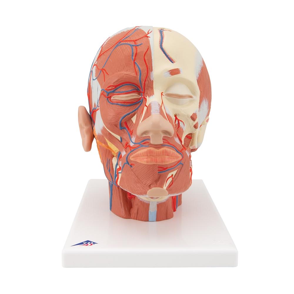 Human Head Musculature Anatomy Model with Blood Vessels - Perfect for Medical Students, Anatomy Study & Classroom Demonstrations