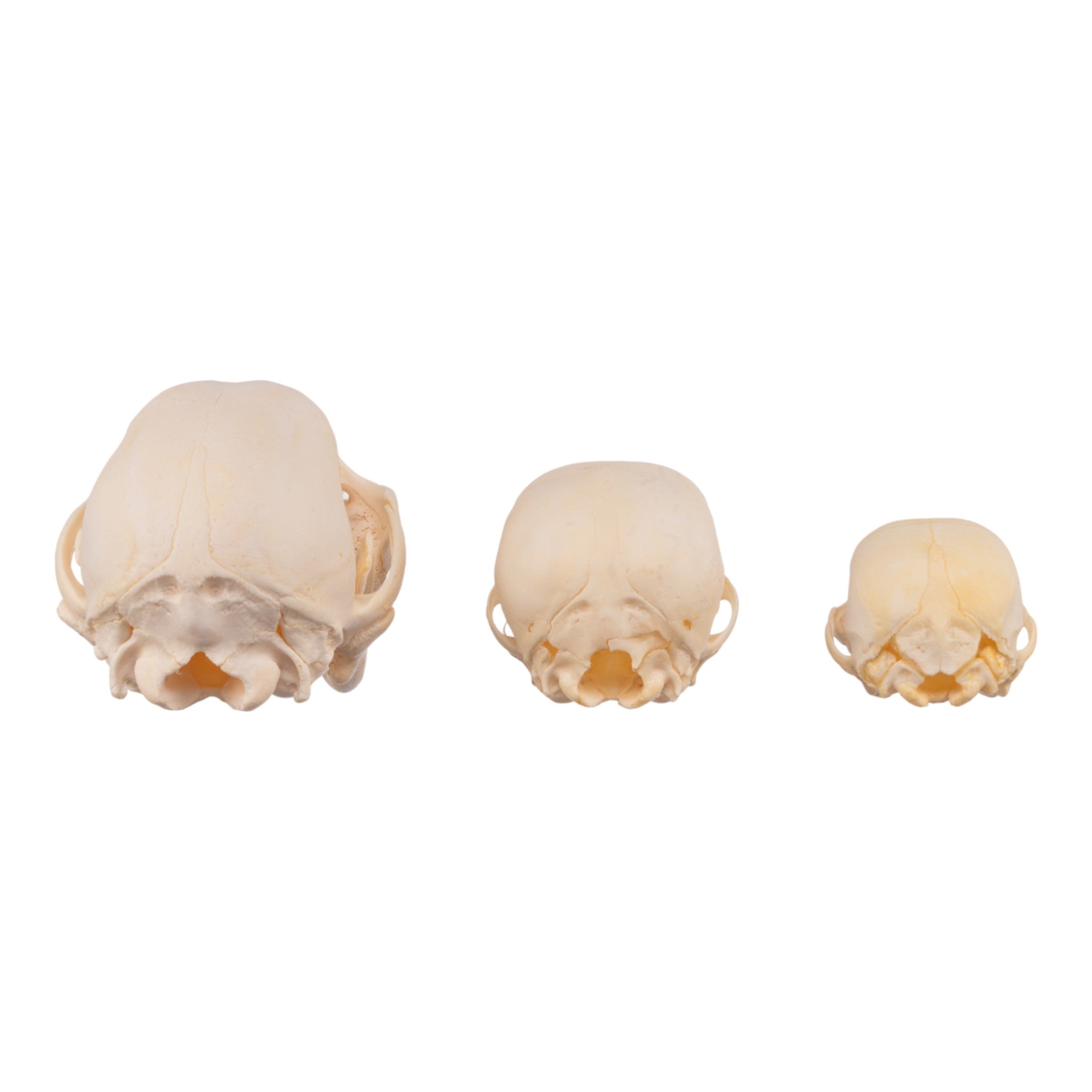Authentic Domestic Dog Skull Replica - Single Puppy Skull for Veterinary Study, Halloween Decor & Educational Display
