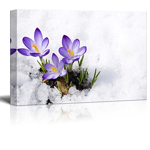 Flower Crocuses