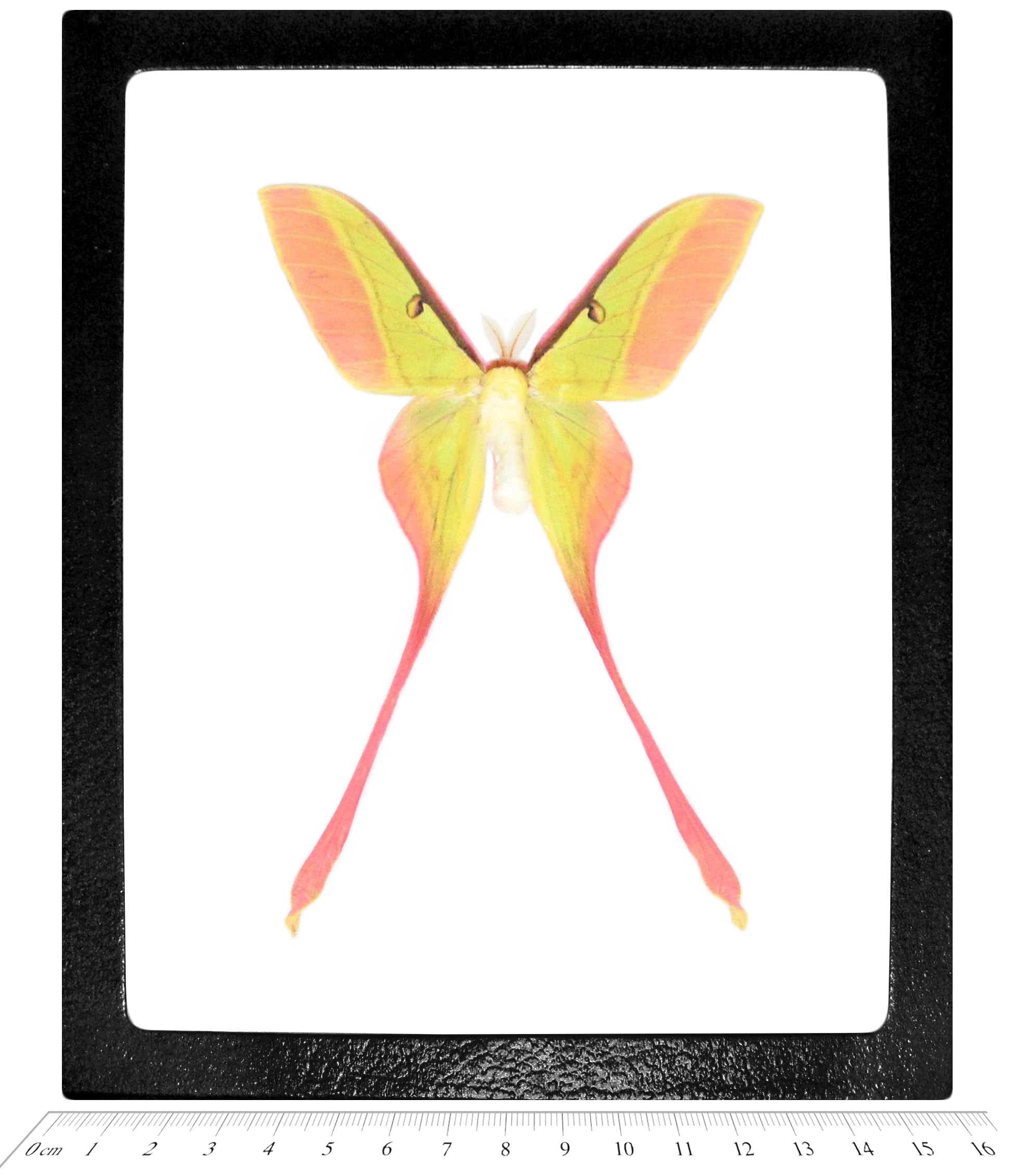 Rare Framed Actias dubernardi Male Pink Yellow Saturn Moth from China - Perfect for Entomology Collections, Home Decor & Nature-Inspired Gifts