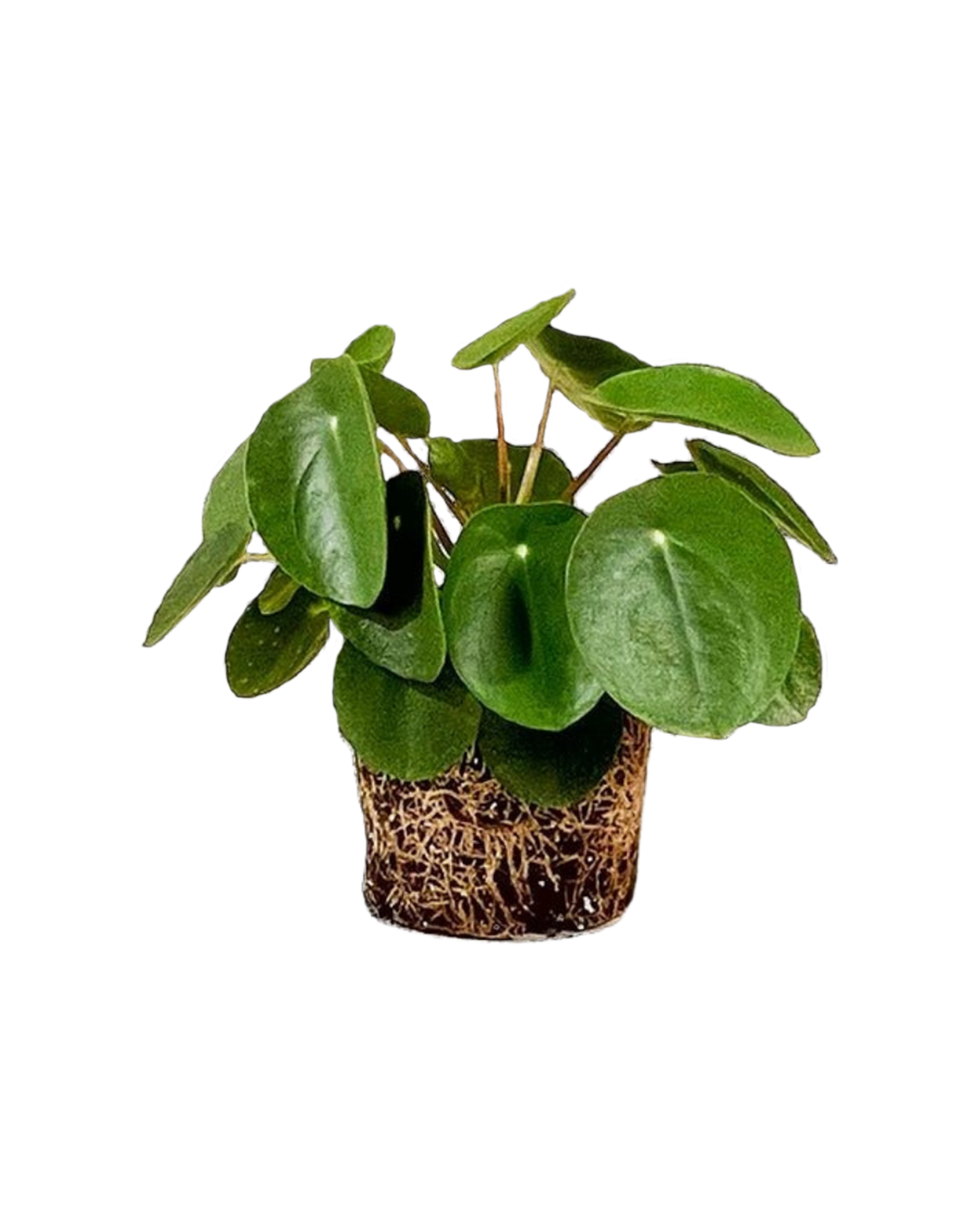 5 Inch Chinese Money Plant (Pilea Peperomioides) - Live Indoor Houseplant for Home, Office Decor & Air Purification