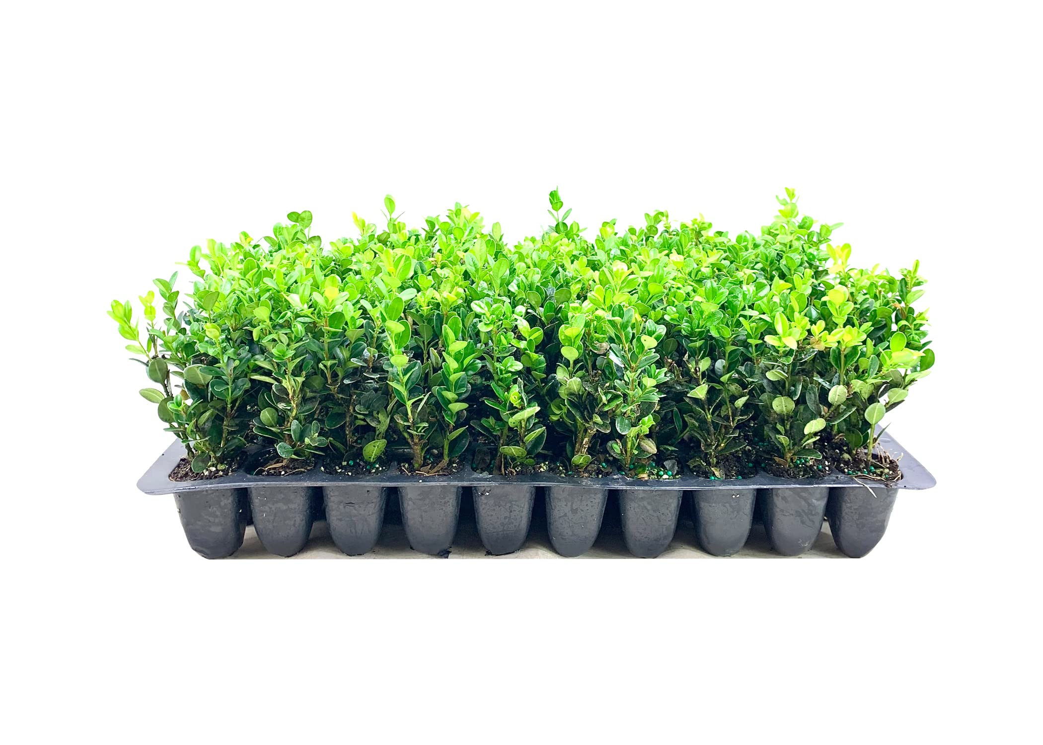 50 Live Winter Green Korean Boxwood Plants - Buxus Microphylla - Fast Growing Cold Hardy Evergreen Shrubs for Landscaping, Hedges & Garden Borders