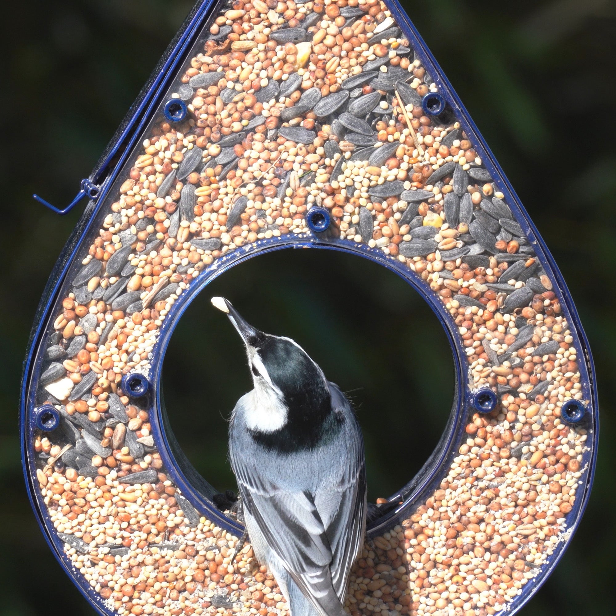Rain Drop Fly Thru Blue Bird Feeder - Clear Window Bird Feeder for Outdoor Garden, Patio & Backyard - Attracts Cardinals, Finches & Wild Birds (Blue) - Perfect for Bird Watching & Nature Lovers
