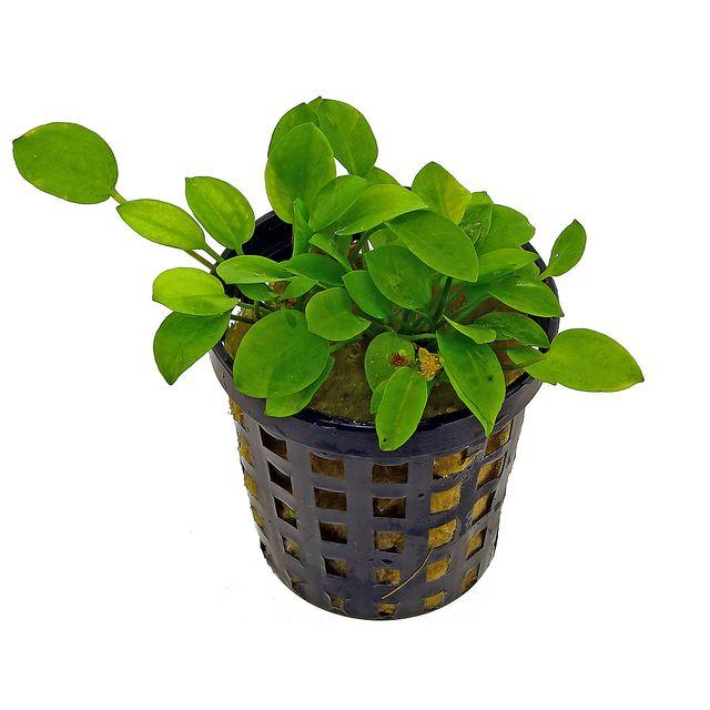 TCulture Ranalisma Rostratum Aquatic Plant for Aquarium - Live Pond Plant for Water Gardens, Fish Tanks & Aquatic Landscaping
