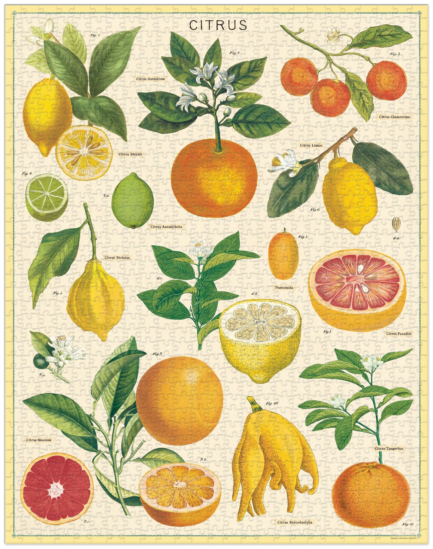 Fun and Challenging Citrus Puzzle - Brain Teaser Game for Kids & Adults | Perfect for Family Game Night, Party Favors, and Stress Relief