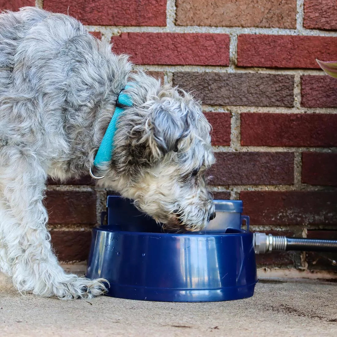 Bergen Automatic Refill Pet Water Fountain - Self-Cleaning Dog & Cat Water Dispenser for Home, Office, or Travel Use