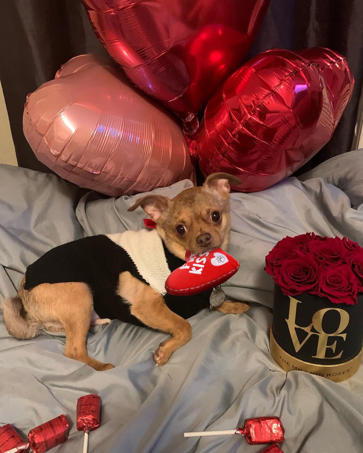 BoomBone Valentine's Day Plush Squeaky Dog Toy with Heart Shape - Soft Chew Toy for Small & Medium Dogs - Perfect for Playtime, Training & Valentine's Gifts for Pets