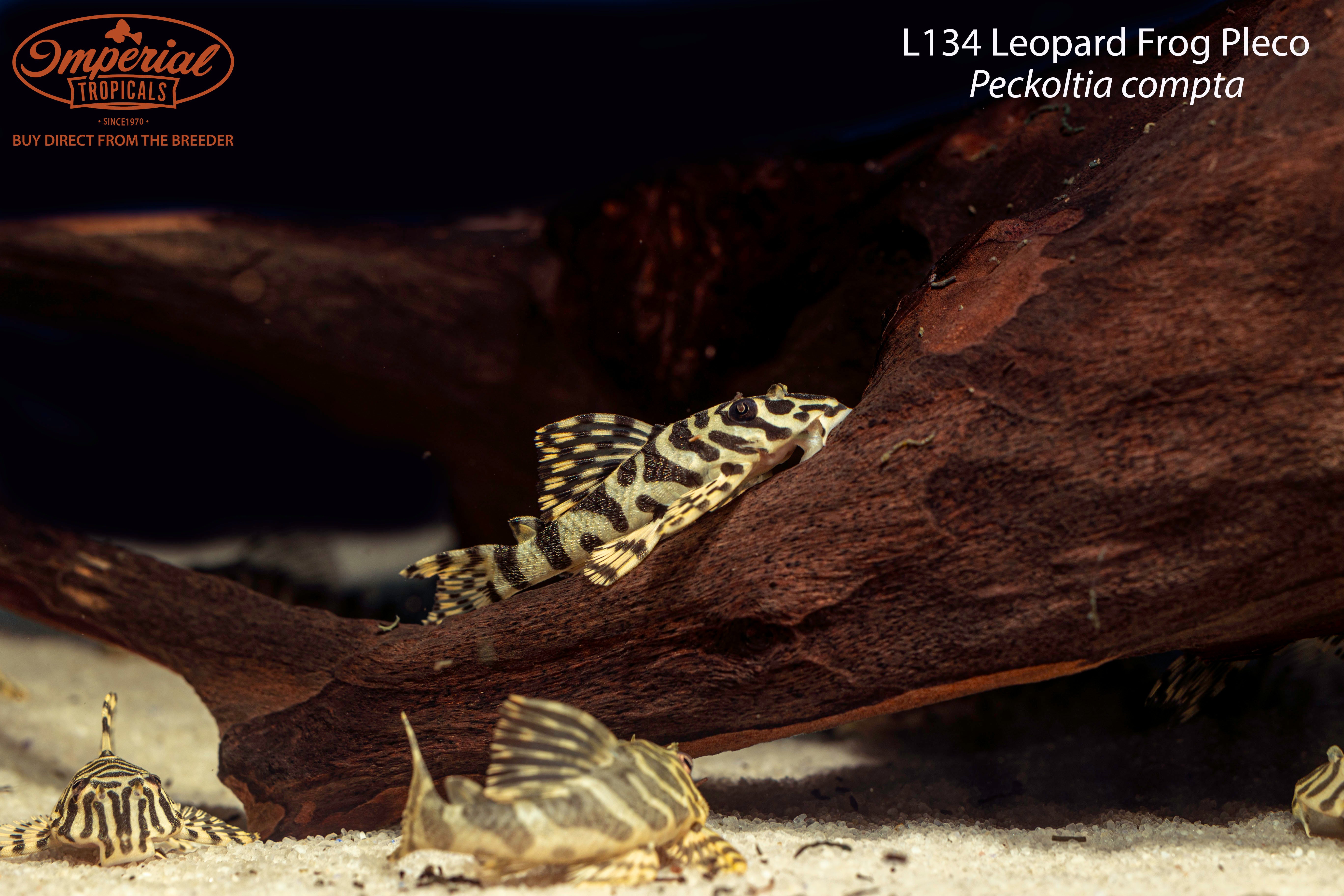L134 Leopard Frog Pleco - Rare Tropical Freshwater Fish for Aquariums | Perfect for Planted Tanks & Community Aquascaping