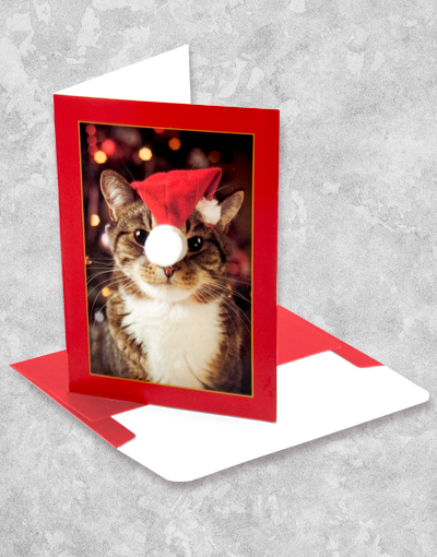 Christmas Kitty Greeting Cards - 10 Count Boxed Holiday Cards for Christmas, Birthday & Thank You - Perfect for Family, Friends & Coworkers