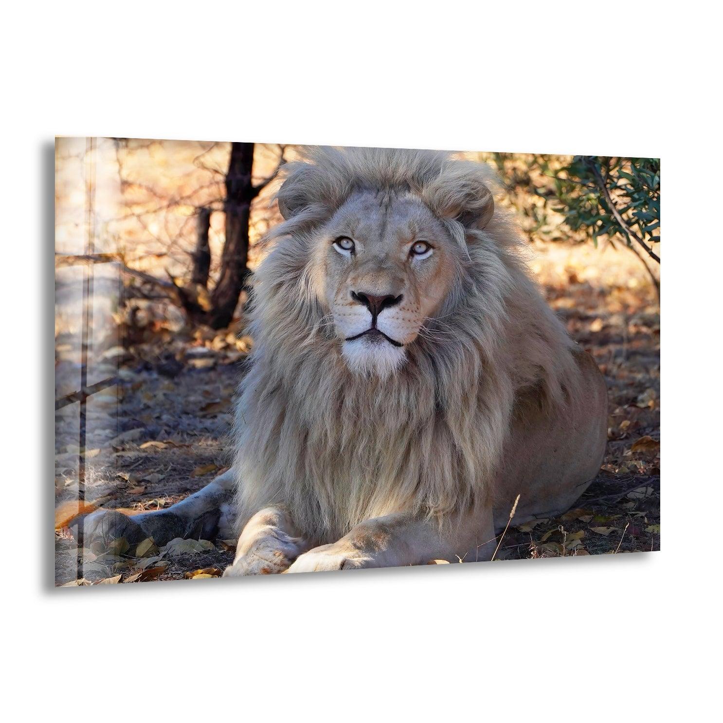Barbary Lion Glass Wall Art - Handcrafted Modern Home Decor for Living Room, Bedroom & Office - Stunning Wildlife Animal Artwork for Wall Display