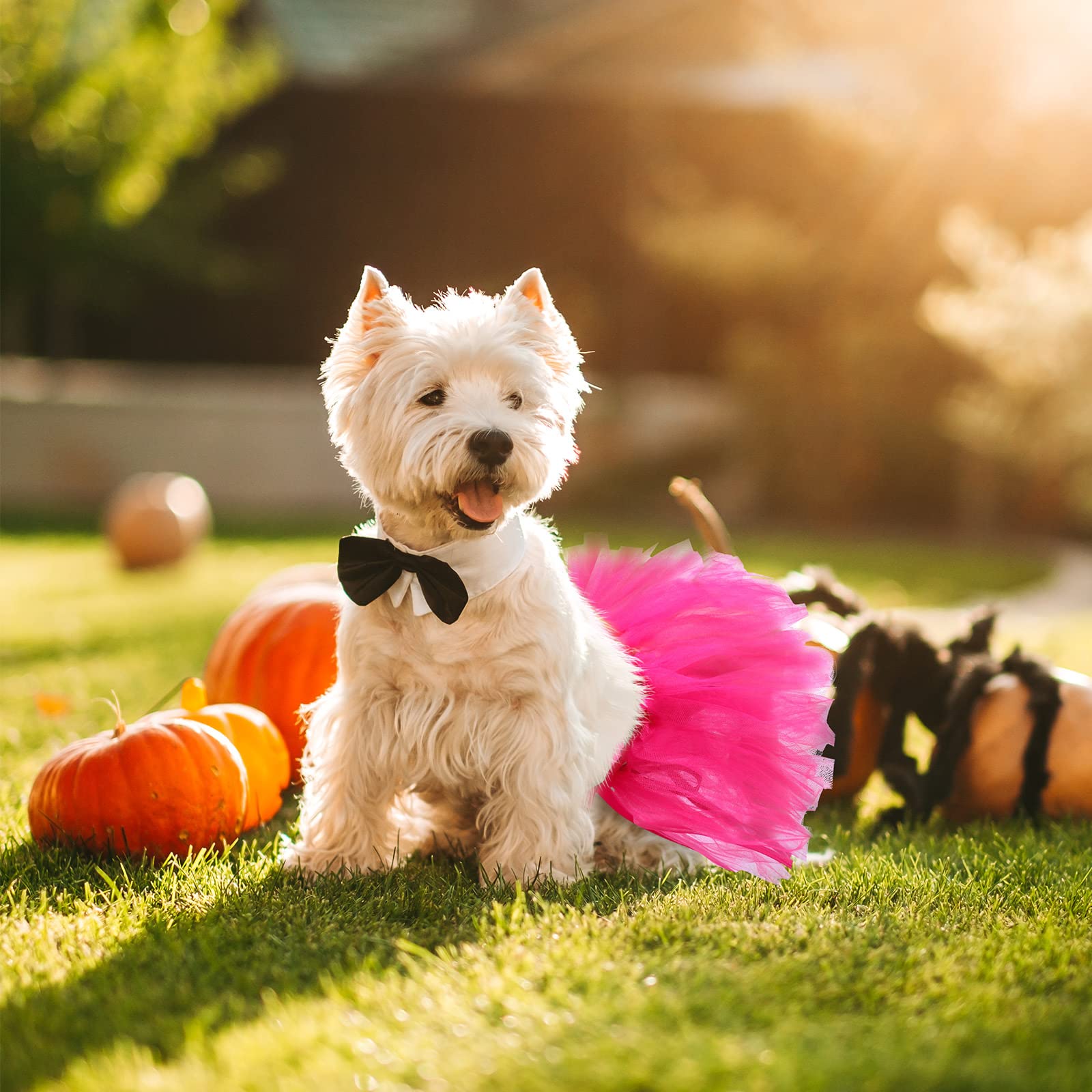 4-Piece Dog Tutu Dress Set - Cute Pet Tulle Skirt for Small Dogs & Puppies - Birthday Party Costume for Female Dogs & Cats - Perfect for Halloween, Photo Shoots & Special Occasions