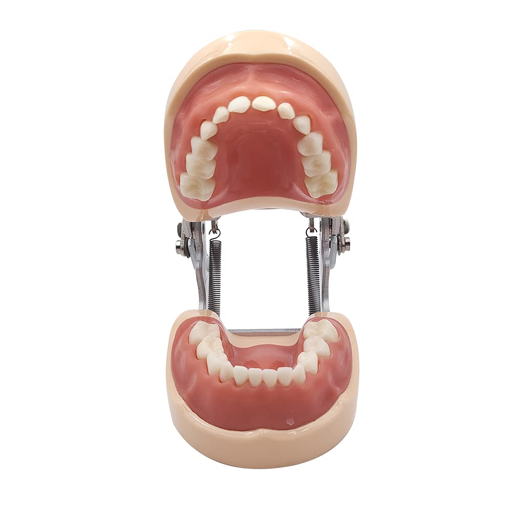 Dental Simulator Manikin Phantom Head with Removable Teeth - Typodont Model for Dental Practice Training & Study (Kids Teeth Model) - Perfect for Dental Students, Professionals & Classroom Education