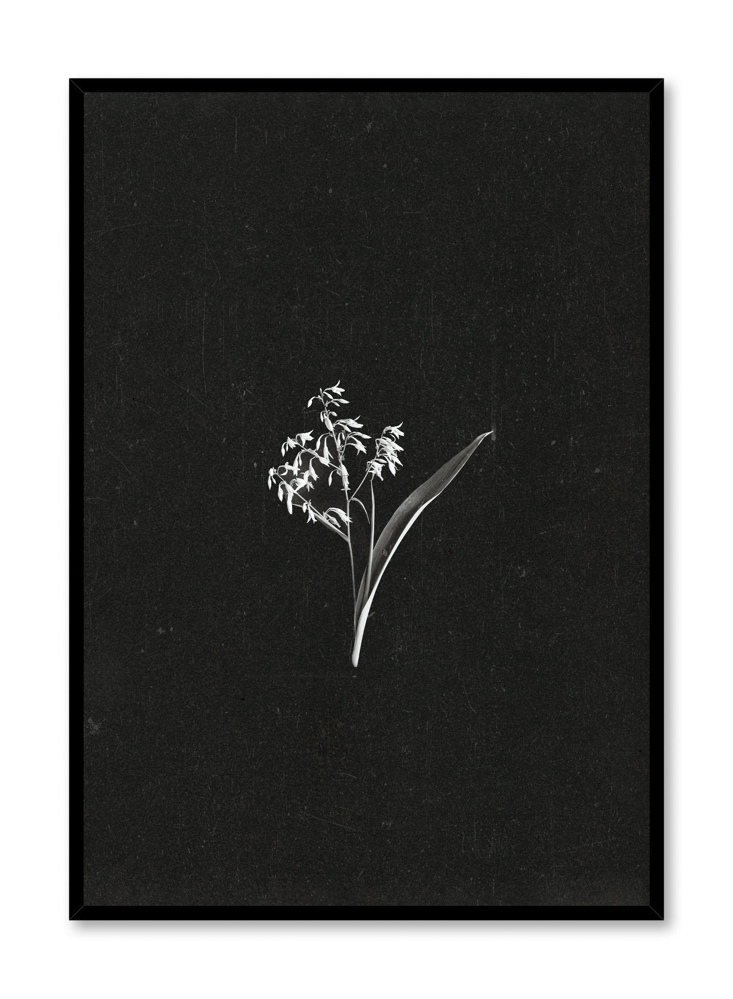 Petals in the Dark Wall Art Poster - Vintage Floral Botanical Print for Home Decor, Living Room, Bedroom & Office Aesthetic
