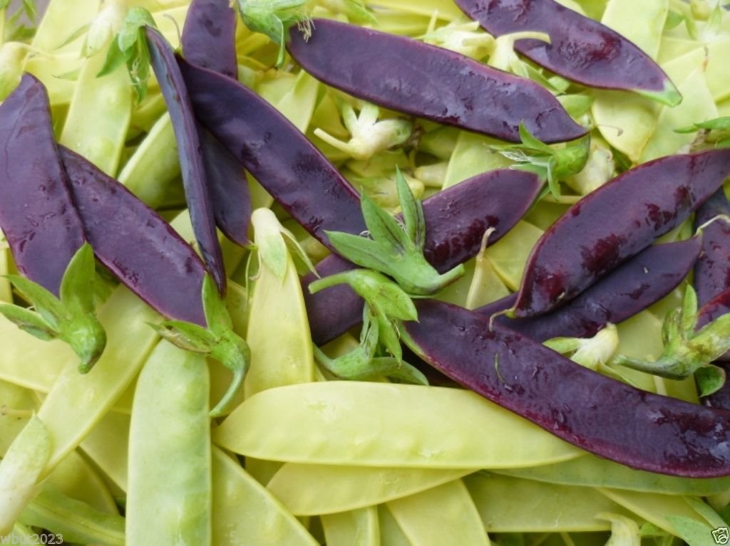 Snow Peas Seeds Mix - 100 Count - Yellow, Green & Purple Pods - Non-GMO, Heirloom Variety - Perfect for Home Gardens, Salads & Stir-Fry Dishes