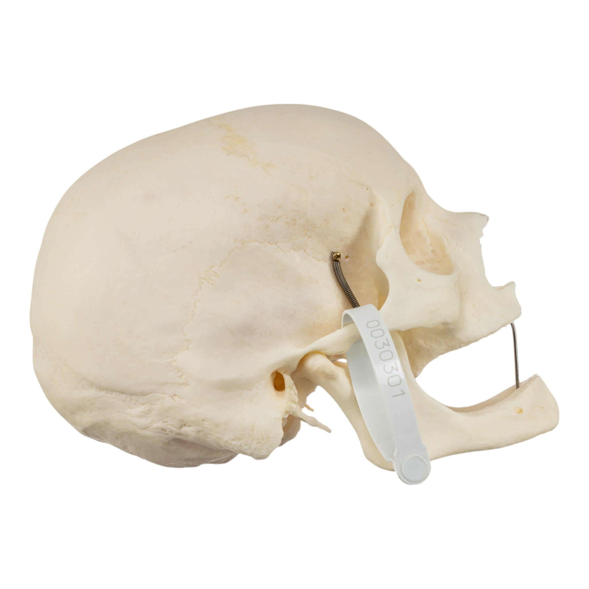 Premium Disarticulated Human Skeleton Model - Anatomically Accurate for Medical Education & Research | Perfect for Classroom, Lab, and Medical Training