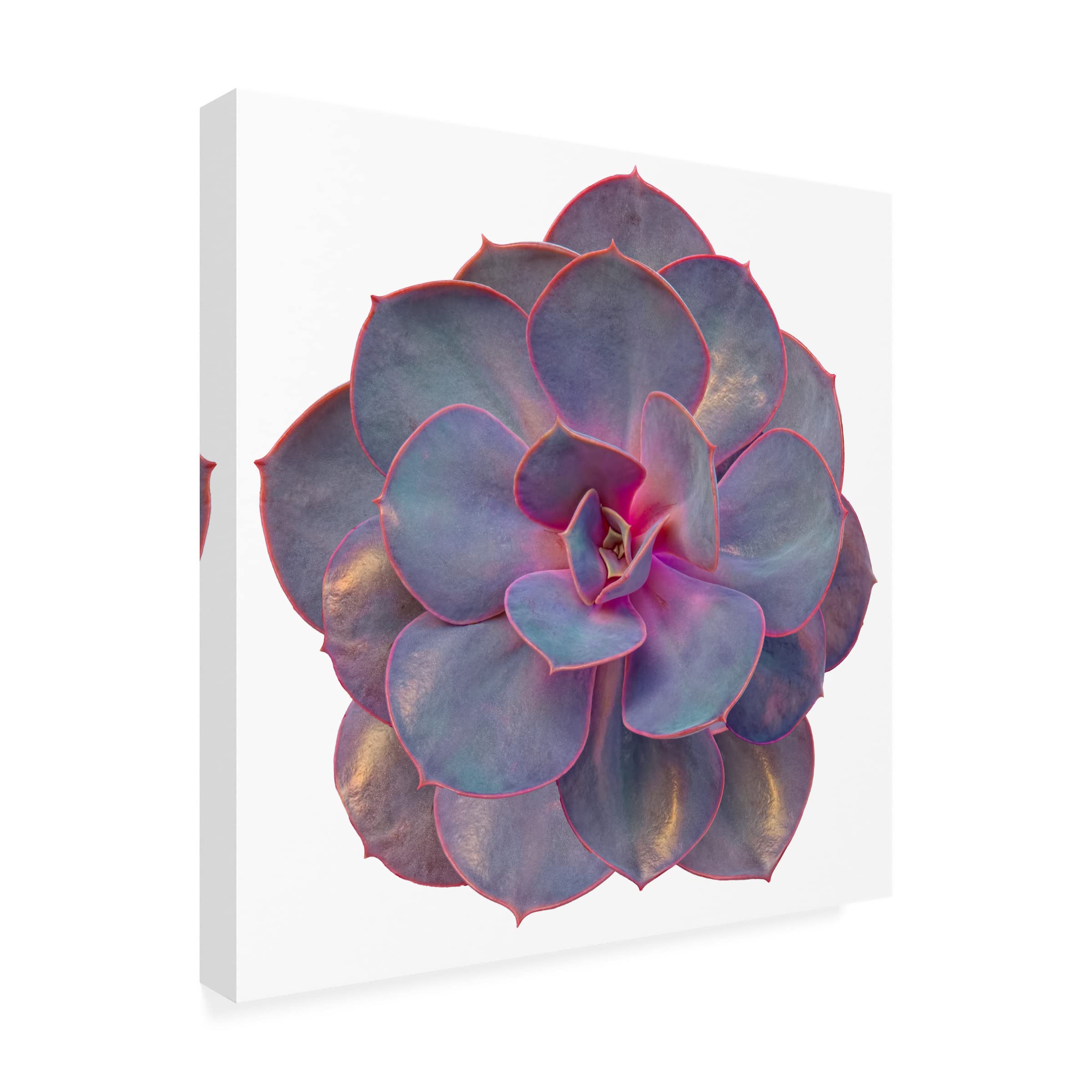 Trademark Fine Art 'Succulent Cut Out 02' Canvas Wall Art by Cora Niele - Modern Botanical Painting for Living Room, Bedroom & Office Decor