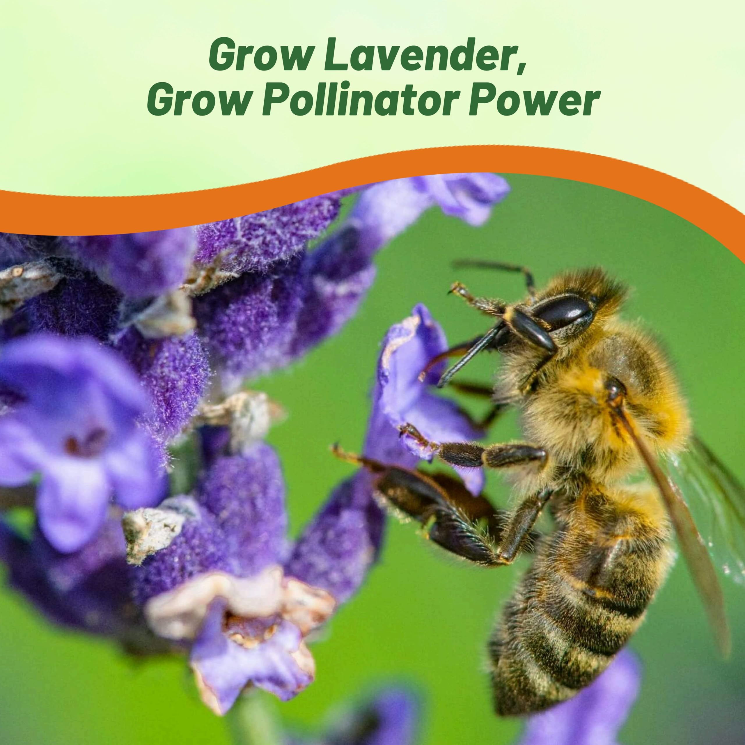 Outsidepride Hidcote Lavender Seeds - 2000 Pcs Perennial, Drought-Tolerant & Pollinator-Friendly Herb Seeds for Planting Fragrant Flowers with Deep Blue Blooms - Perfect for Xeriscaping Gardens, Landscaping, and Butterfly Gardens