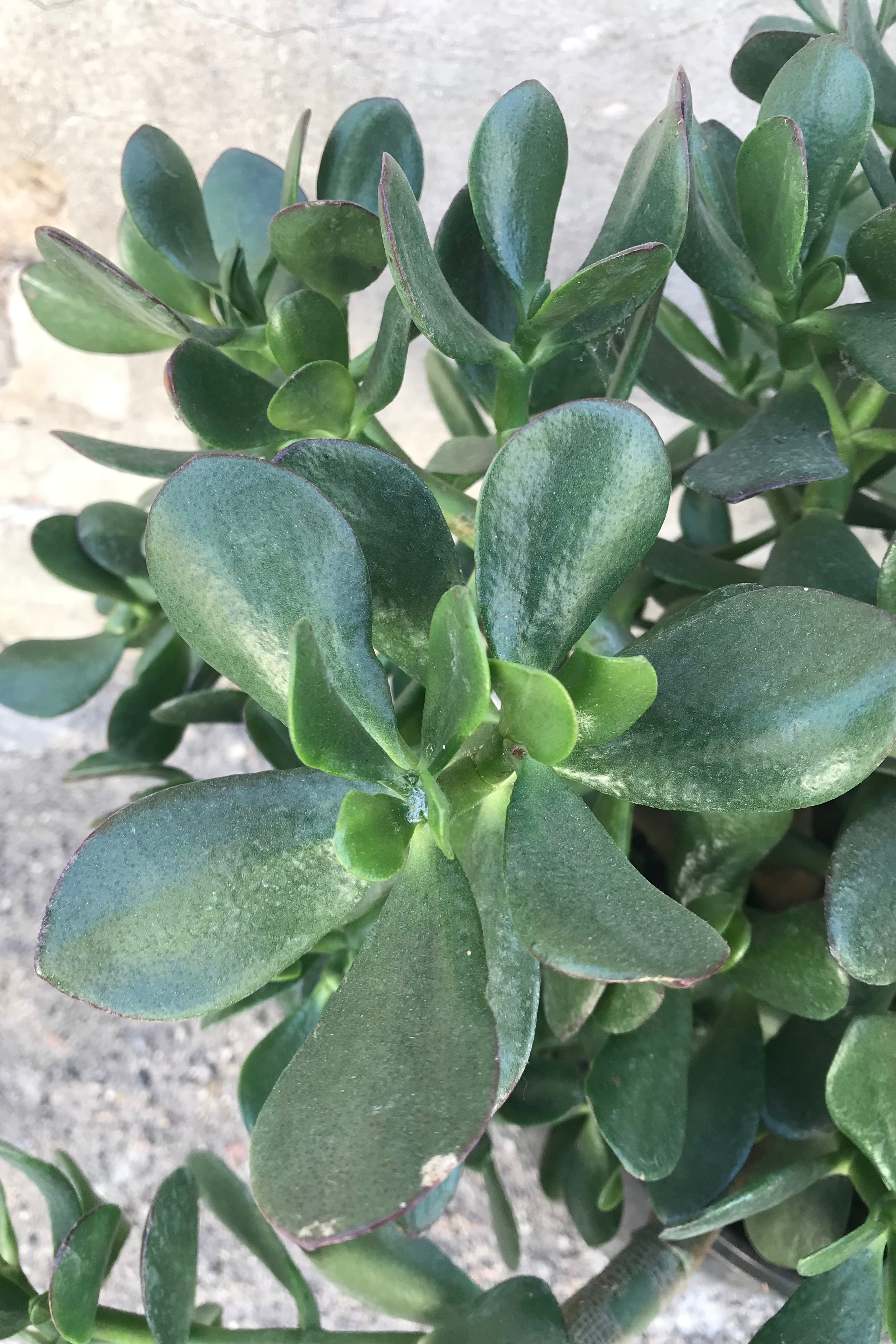 Crassula Ovata Jade Plant - 12