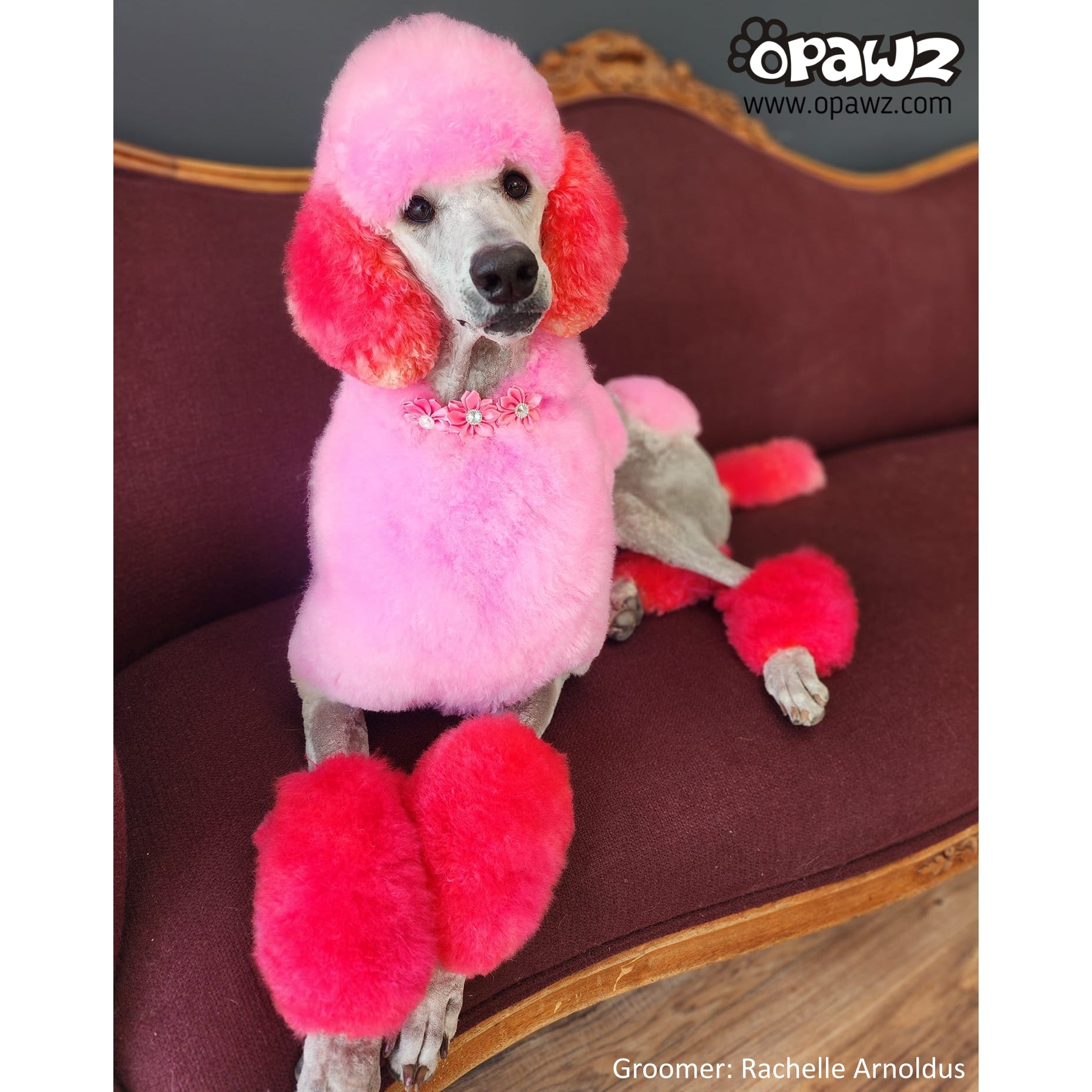 Adrian Pink (PD22) Dog Hair Dye - Safe & Vibrant Pet Fur Color for Grooming, Shows & Creative Styling