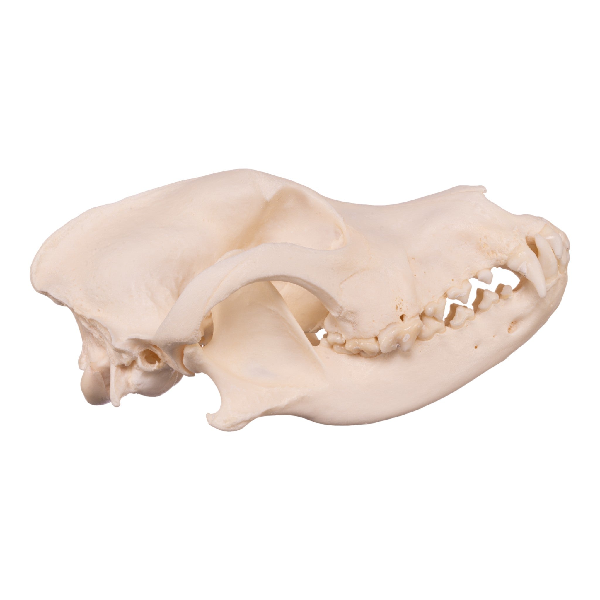 Authentic Real Domestic Dog Skull - Husky Breed Canine Specimen for Veterinary Study, Taxidermy & Gothic Decor