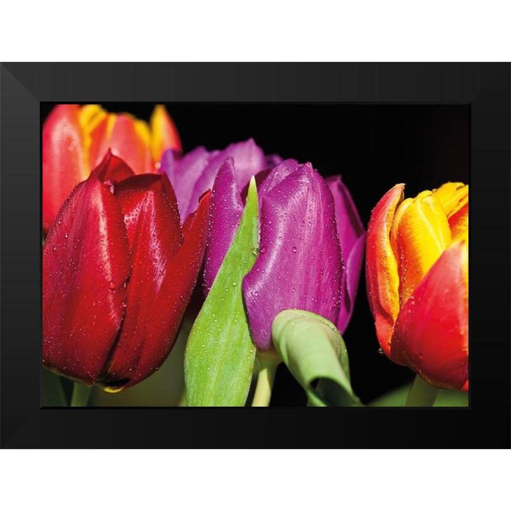 Tulips on Black - Witt, Sibylle - Elegant Floral Wall Art for Home & Office Decor