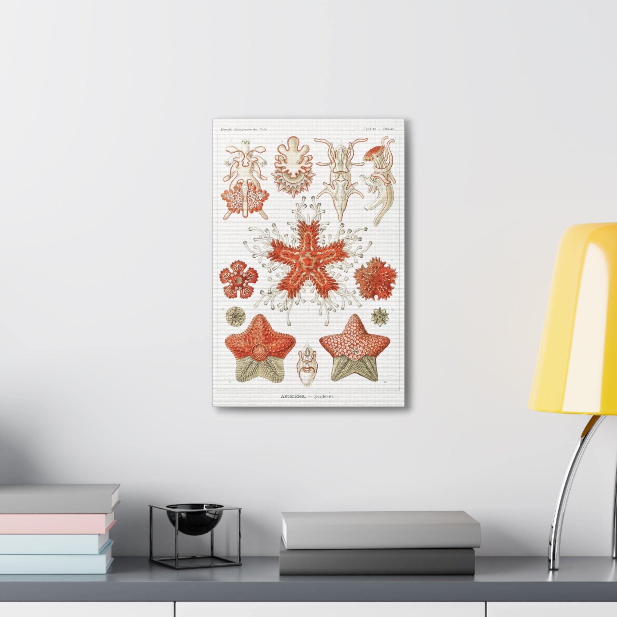 Ernst Haeckel Asteridea Seesterne Starfish Art Print - Premium Canvas Wall Decor for Living Room, Bedroom & Office