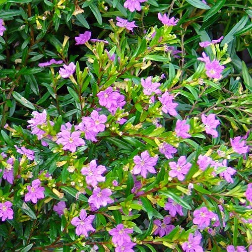 Cuphea Hyssopifolia Plant - Mexican Heather Herbalism Plant for Gardens, Landscaping & Indoor Decor | Attracts Butterflies & Pollinators