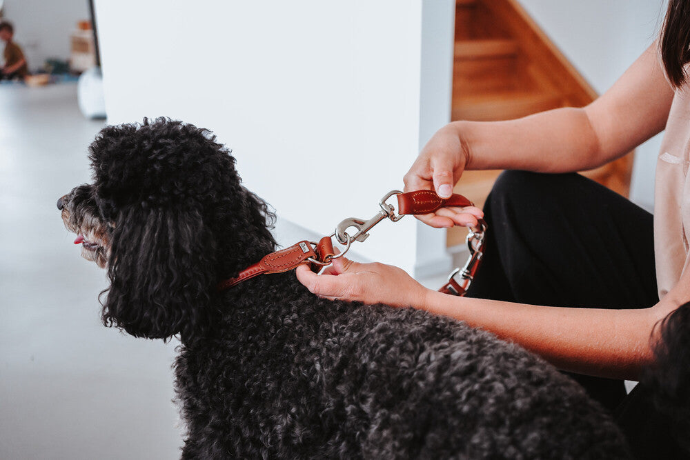 HUNTER UP Round & Soft Dog Training Collar - Comfortable & Adjustable Pet Training Collar for Small & Medium Dogs - Perfect for Obedience Training, Walks & Outdoor Adventures