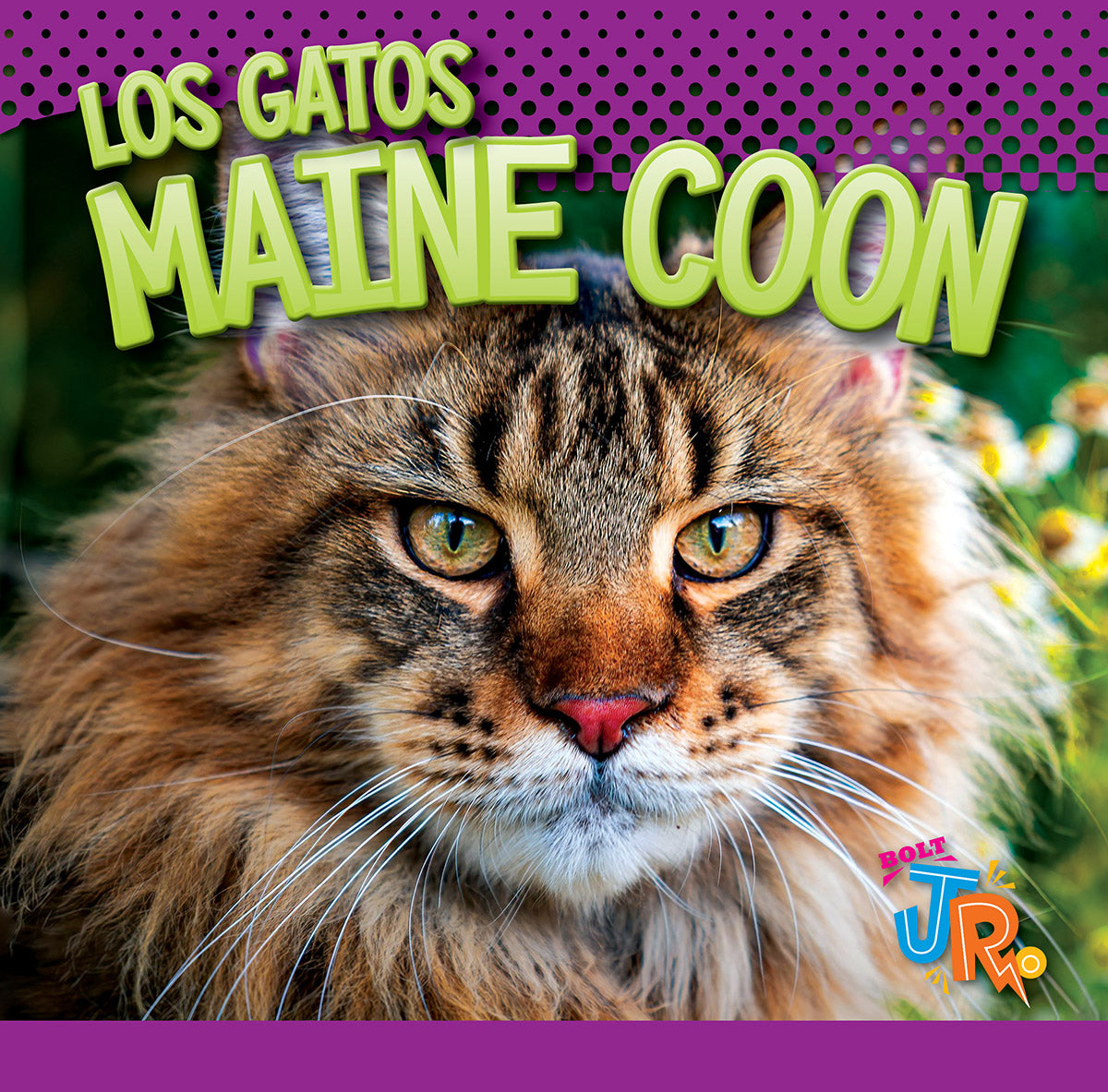 Premium Maine Coon Cat Supplies - Grooming, Food & Accessories for Large Breed Cats | Perfect for Playtime & Cuddles