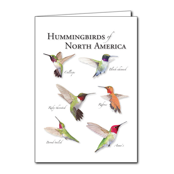 Hummingbirds of North America Greeting Card - Beautiful Bird Photography for Birthdays, Anniversaries & Thank You Notes - Perfect for Nature Lovers & Bird Enthusiasts