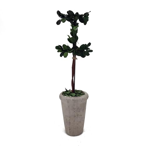 Forest Green I