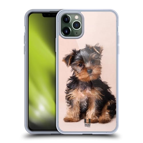 Yorkshire Terrier Puppy