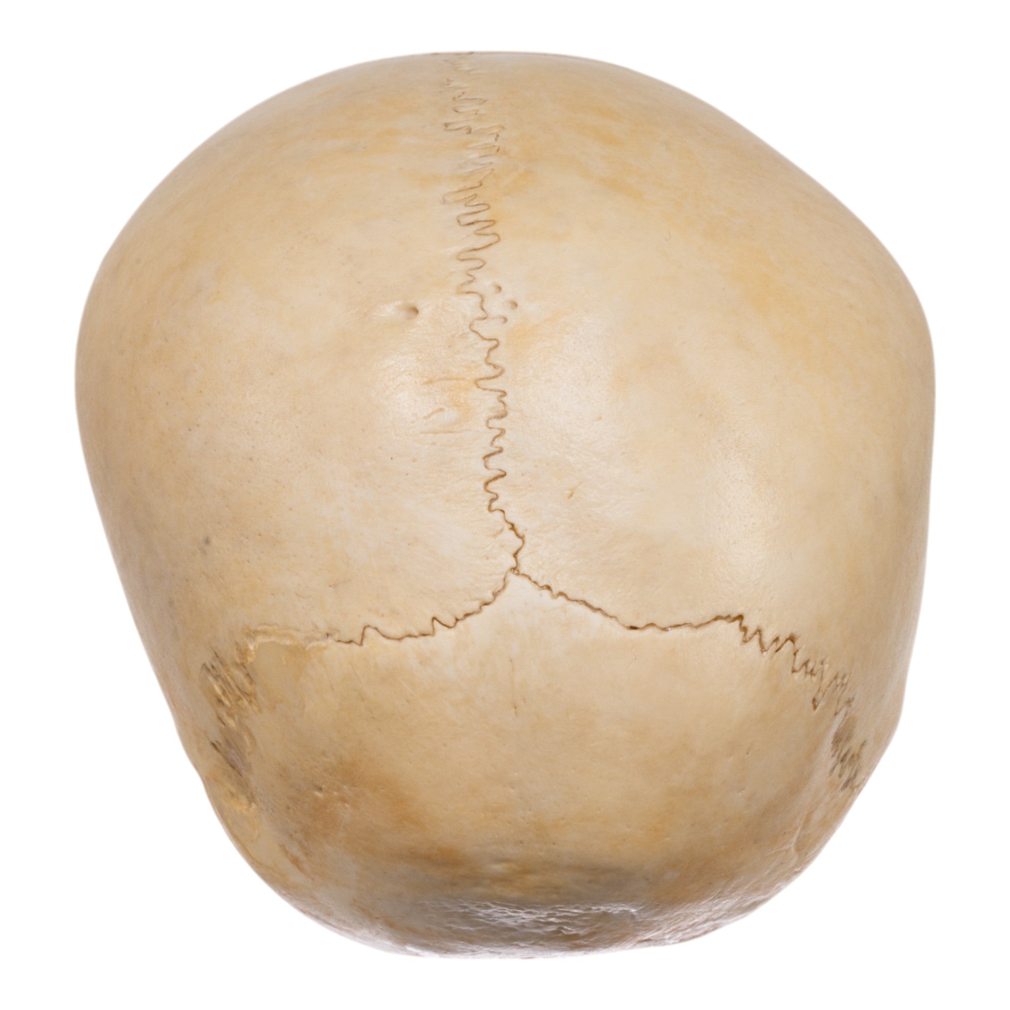 Authentic Human Child Skull Replica - Medical Education & Halloween Decor - Perfect for Anatomy Study, Classroom Display & Spooky Props
