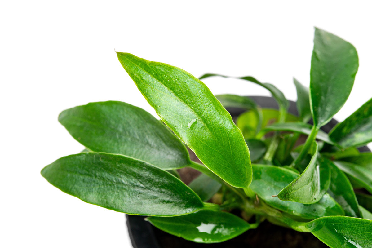 Anubias Chili Jalapeño - Live Aquarium Plant for Freshwater Fish Tanks | Low Light Aquatic Plants for Beginners | Perfect for Aquascaping and Shrimp Tanks