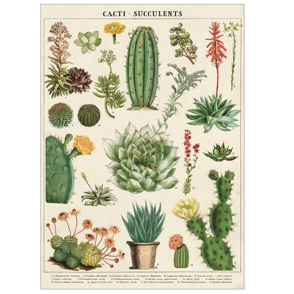 Cacti & Succulent Wrapping Paper - Eco-Friendly Plant Lover Gift Wrap for Birthday, Wedding & Party Decorations - Perfect for DIY Crafts, Gift Packaging & Home Decor