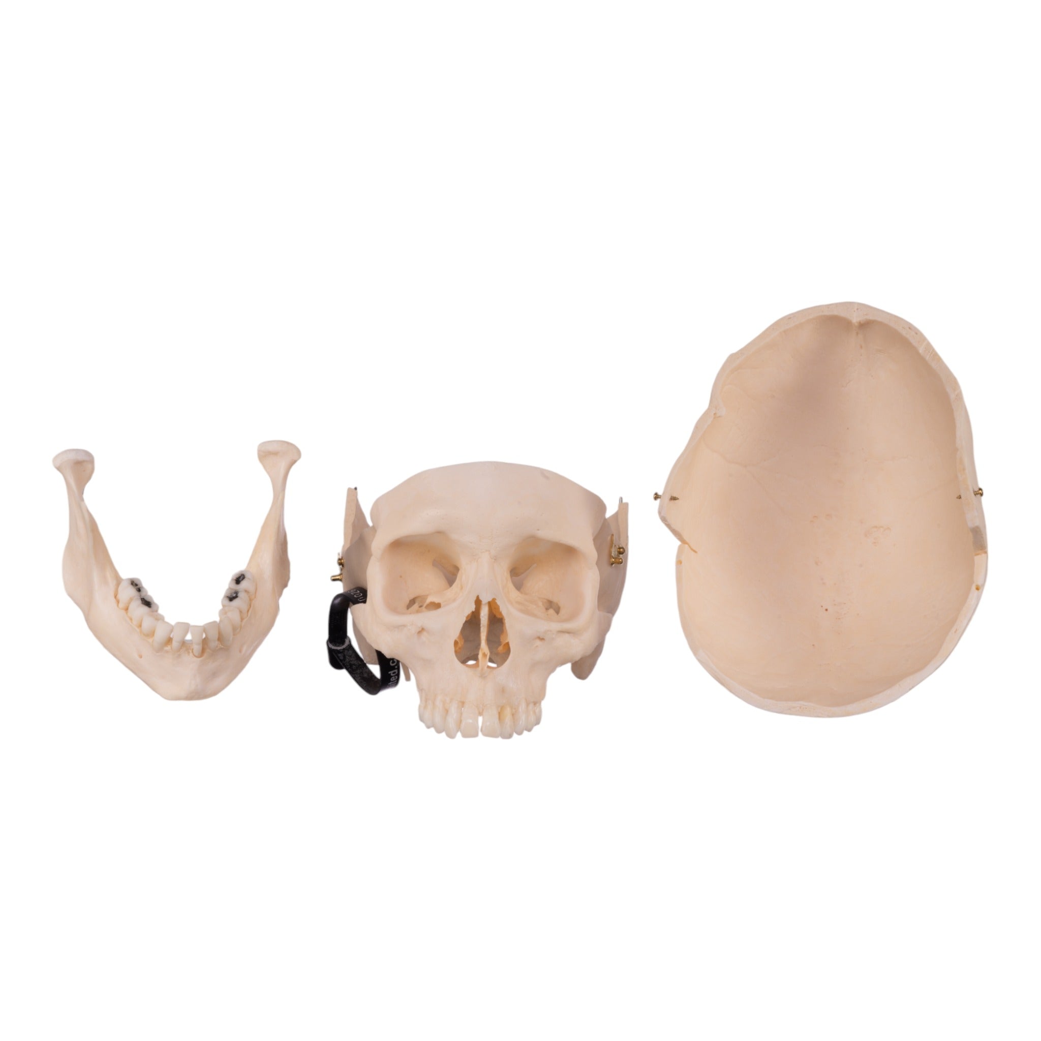 Premium Anatomical Human Skull Model - Accurate Medical & Educational Replica for Students, Doctors & Collectors - Perfect for Classroom, Lab & Halloween Decor