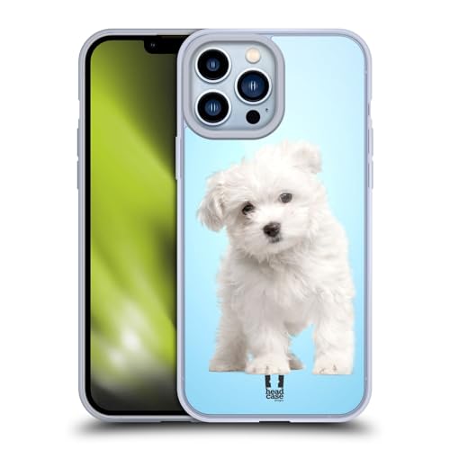Maltese Puppy