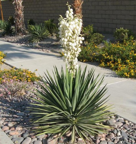 10 Yucca Plant Seeds for Home Garden, Drought-Resistant & Low Maintenance - Perfect for Landscaping, Xeriscaping, and Indoor Decor