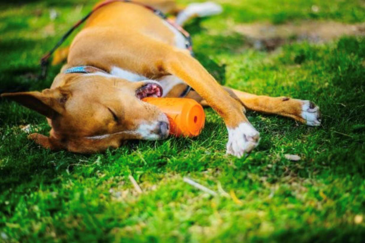 **SodaPup Soda Can Dog Chew Toy – Durable Non-Toxic Natural Rubber Treat Dispenser for Mental Stimulation & Anxiety Relief – USA Made Pet Safe Chewing Toy for Aggressive Chewers – Perfect for Playtime, Training & Stress Relief**