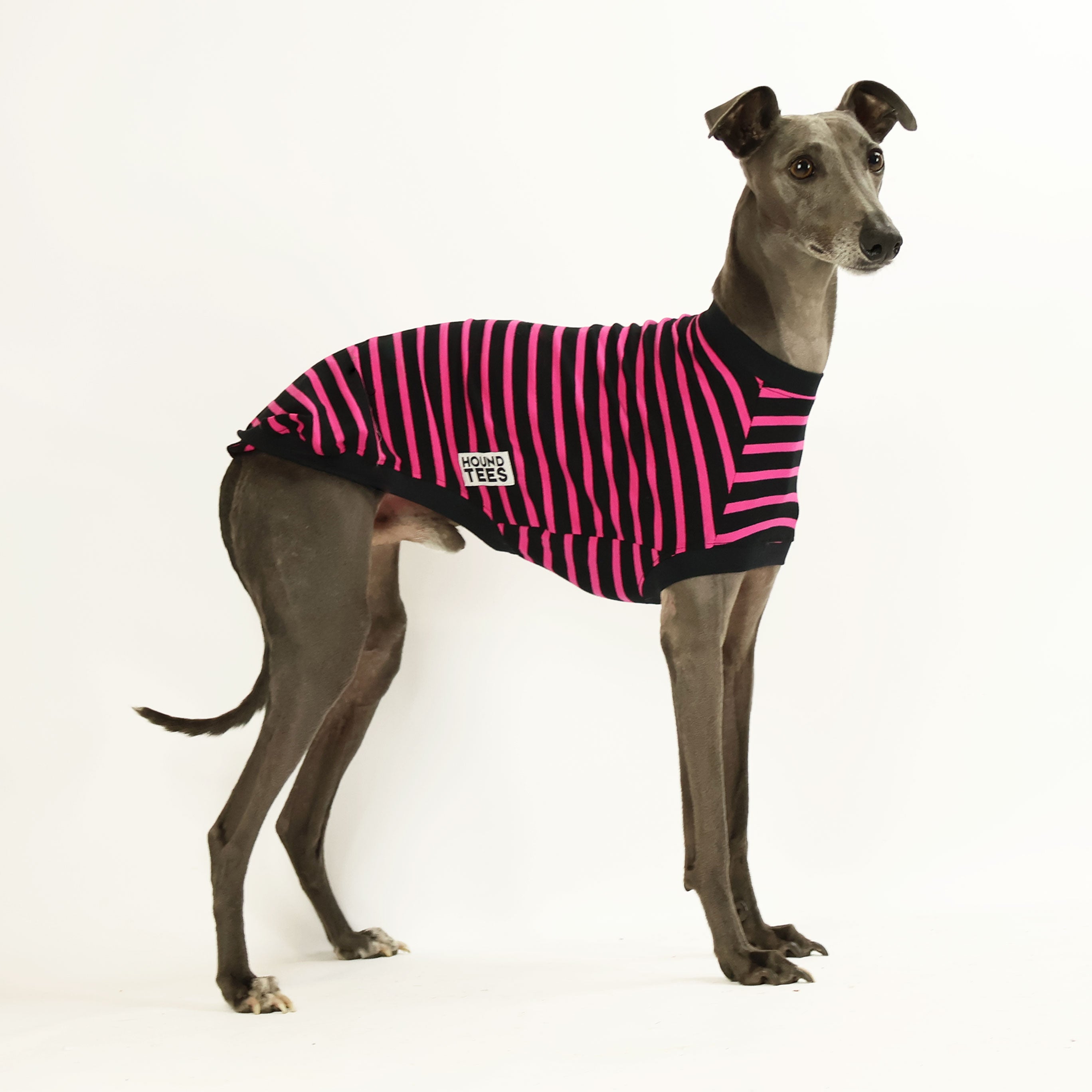 Sk8er Hound Whippet Graphic Sleeveless T-Shirt for Men & Women - Cool Streetwear Style for Skateboarding, Concerts and Casual Outfits