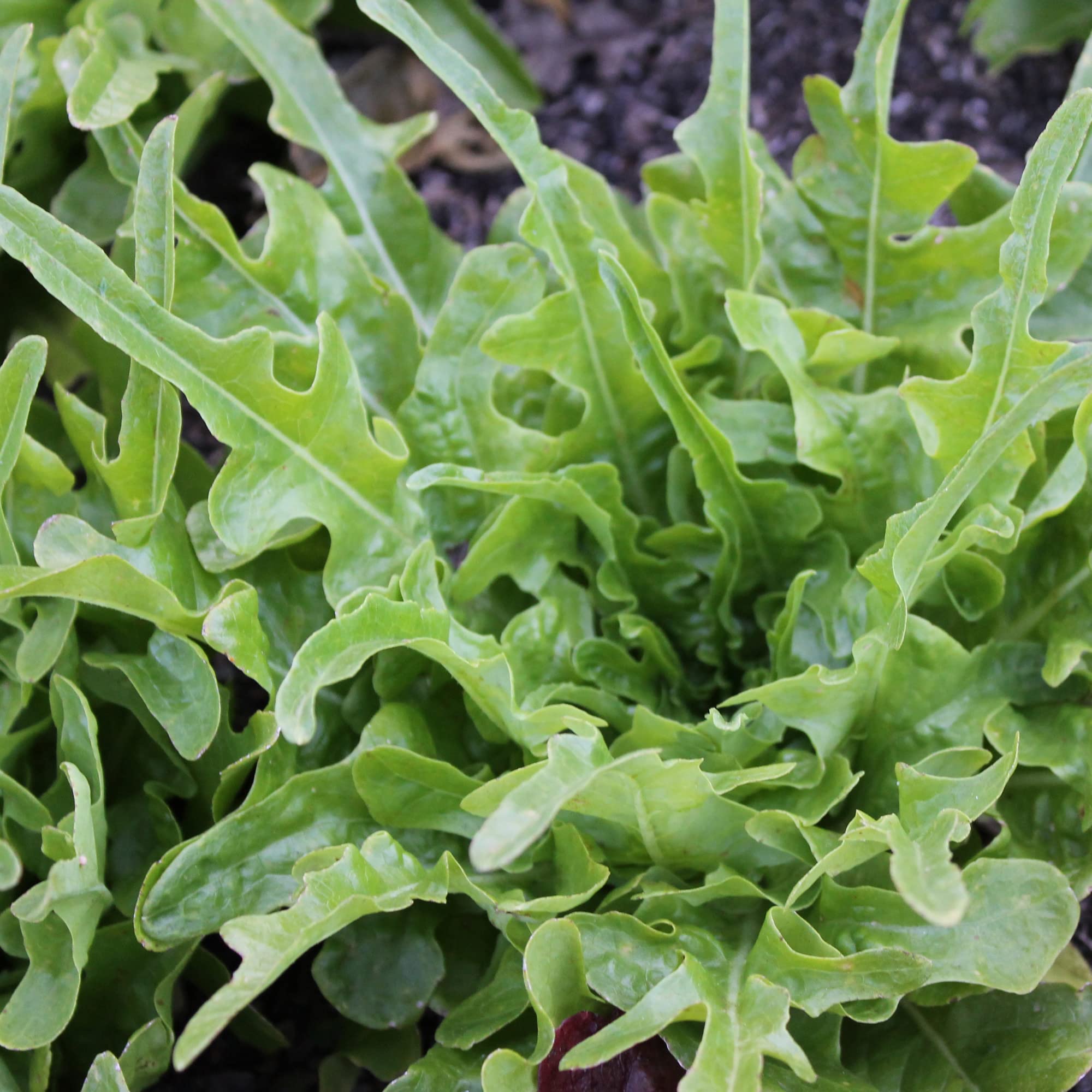 Organic Royal Oakleaf Lettuce Seeds - 4 Oz (100,000 Seeds) - Non-GMO, USDA Certified Organic, Heirloom Variety - Lactuca Sativa - Perfect for Home Vegetable Gardens, Hydroponics & Fresh Salads