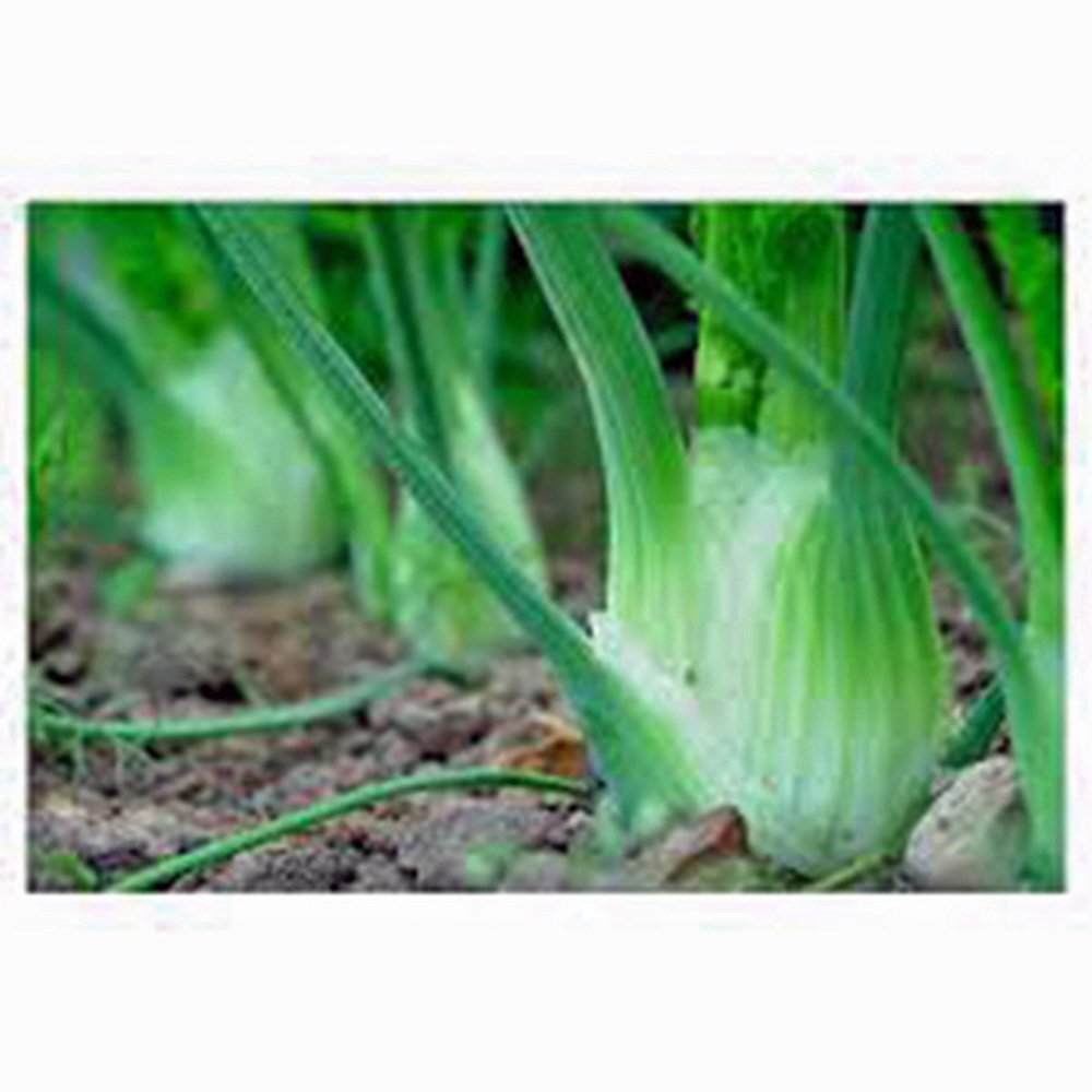 Organic Heirloom Florence Fennel Seeds - Non-GMO, 25+ Count - Country Creek Acres - Perfect for Herb Gardens, Cooking & Natural Remedies
