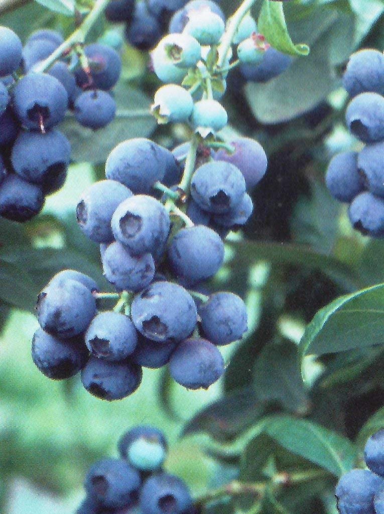 Pixies Gardens Tifblue Blueberry Bush - 3 Gallon Potted Plant | Oldest & Best Blueberry Cultivar | High-Yield Pollinator for Home Gardens, Landscaping & Fresh Berry Production